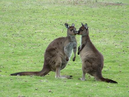 Kangaroos at Hansons Bay