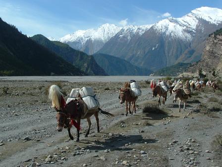 Nepalese mule train